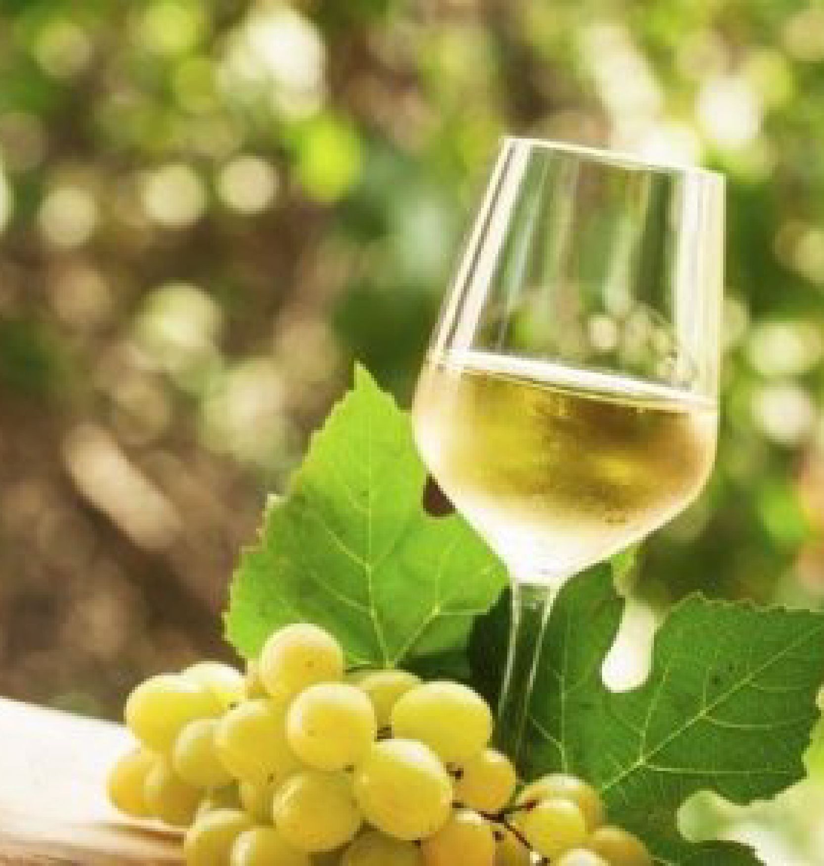 Сорт белого вина 7. Шардоне виноград. Chardonnay виноград. Виноград Шардоне Блан. Белый виноград Шардоне.